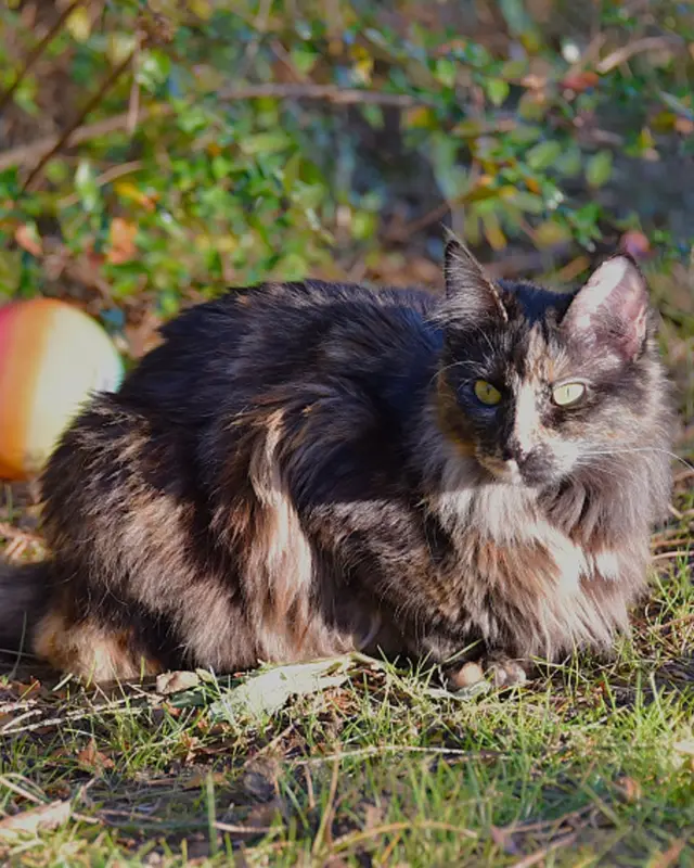 Chat écaille de tortue · Kira