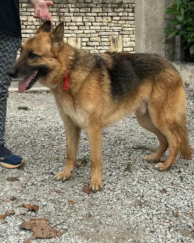 Chien brindle