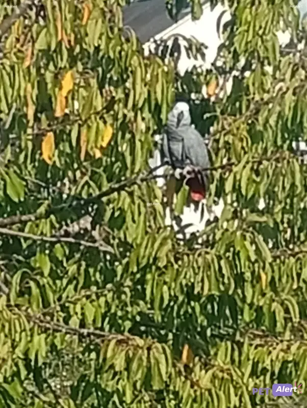 Animal parrot