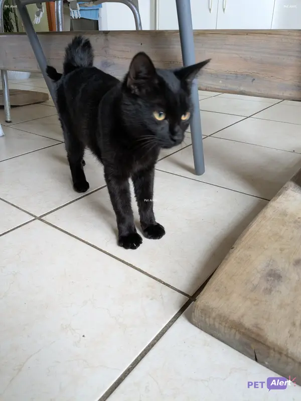Chat noir