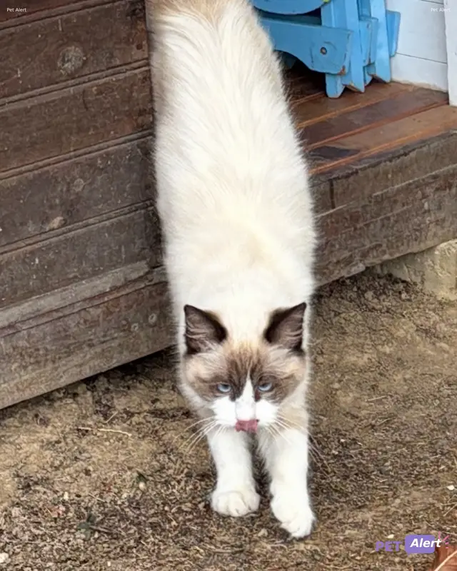 Chat blanc, beige, marron