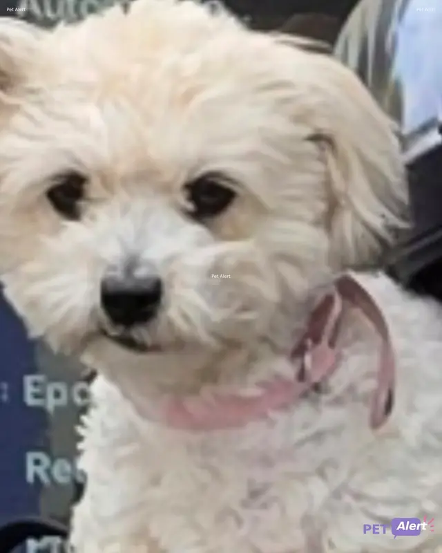 Chien bichon maltais · Roxy