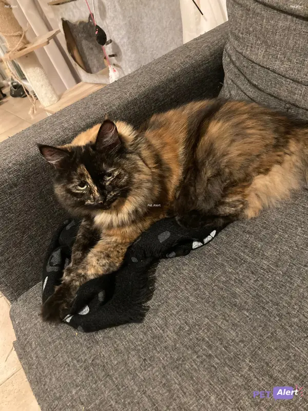 Chat écaille de tortue
