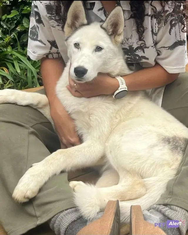 Chien husky sibérien · Yuki