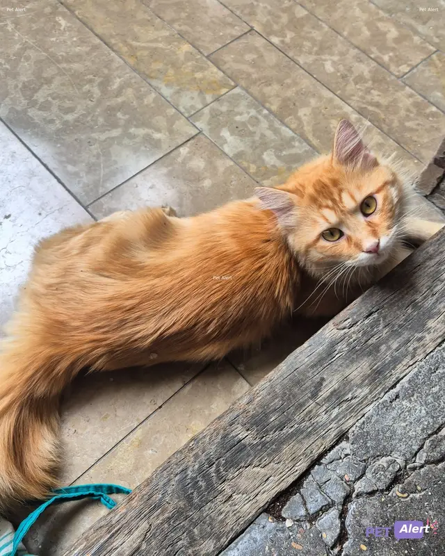 Chat roux