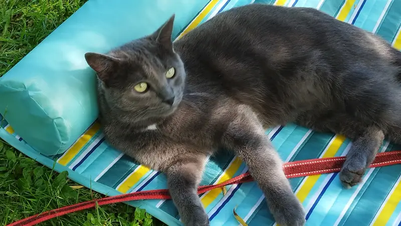 Chat gris · Filou
