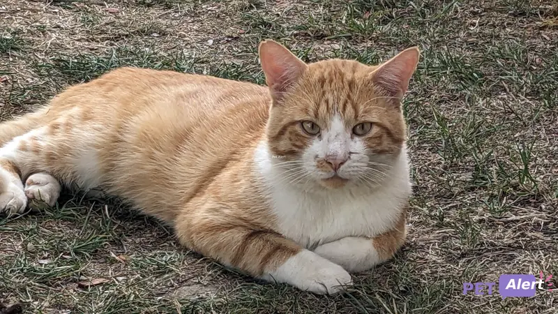 Chat européen