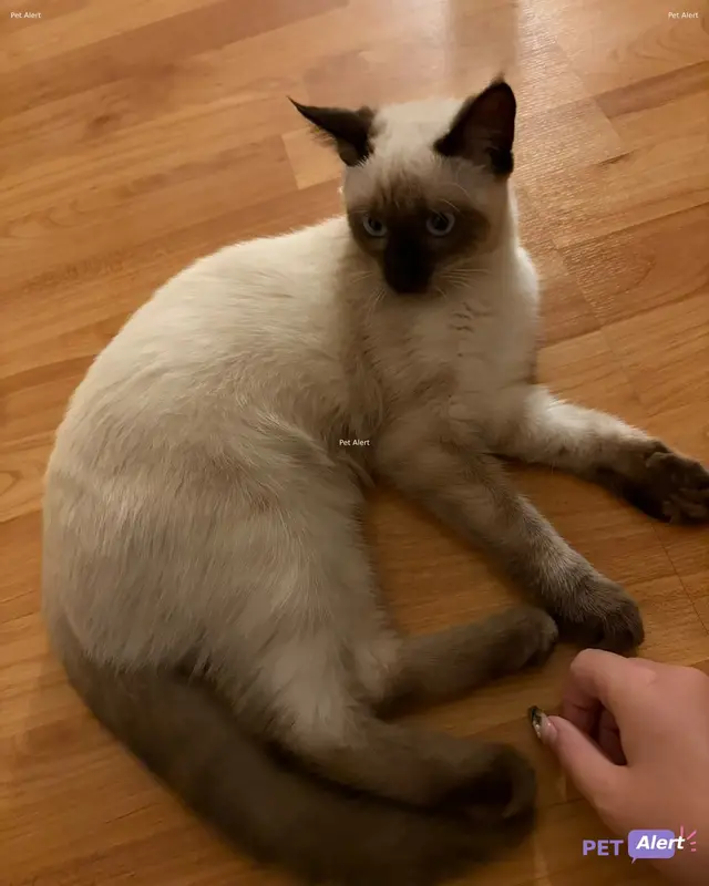 Chat siamois