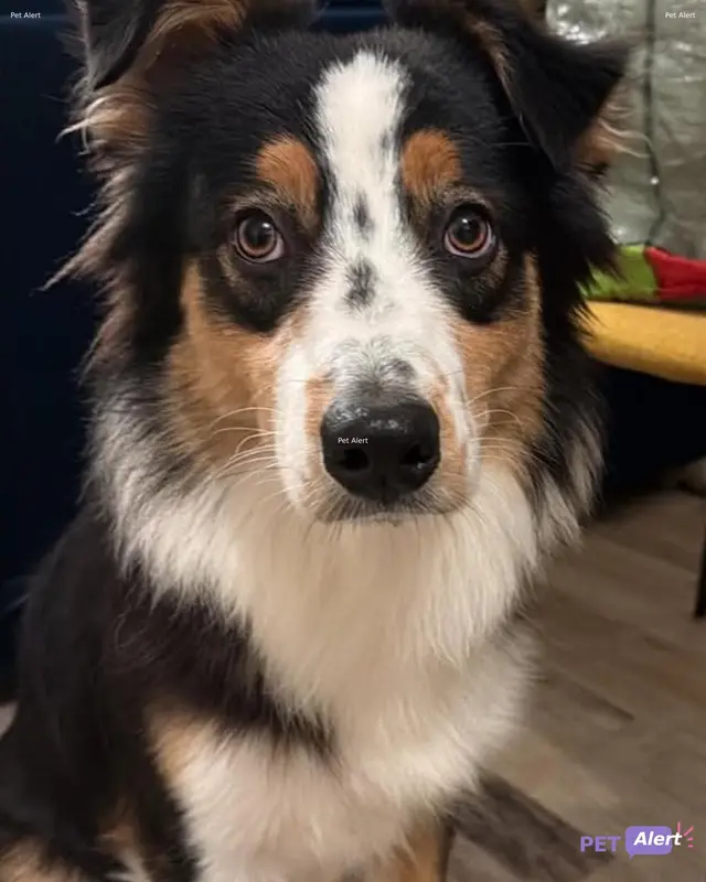 Chien border collie