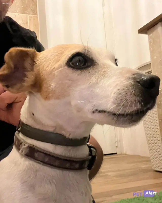 Chien jack russell