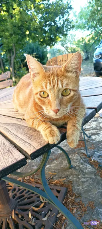 Chat européen