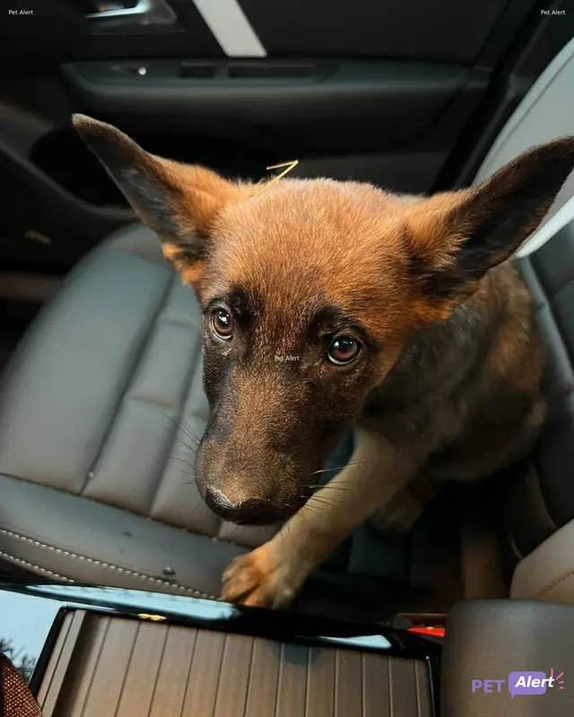 Chien malinois