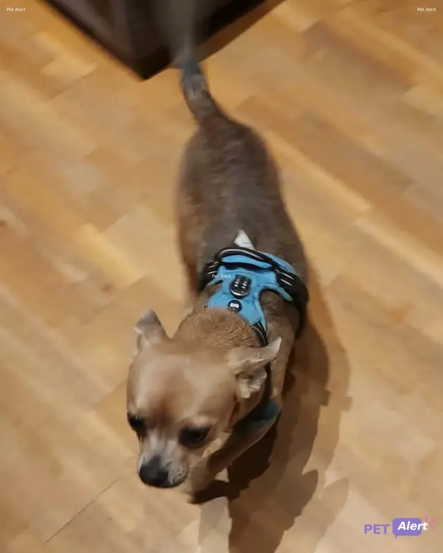 Chien pinscher nain
