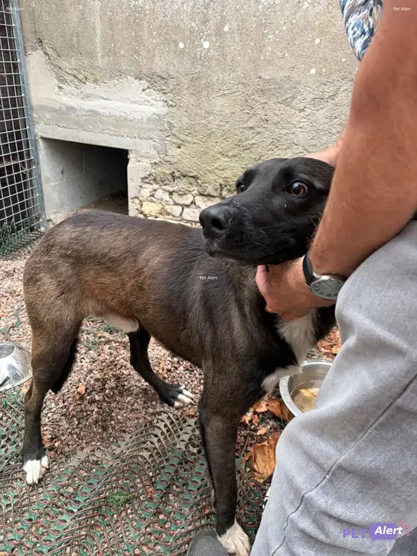 Chien noir, marron