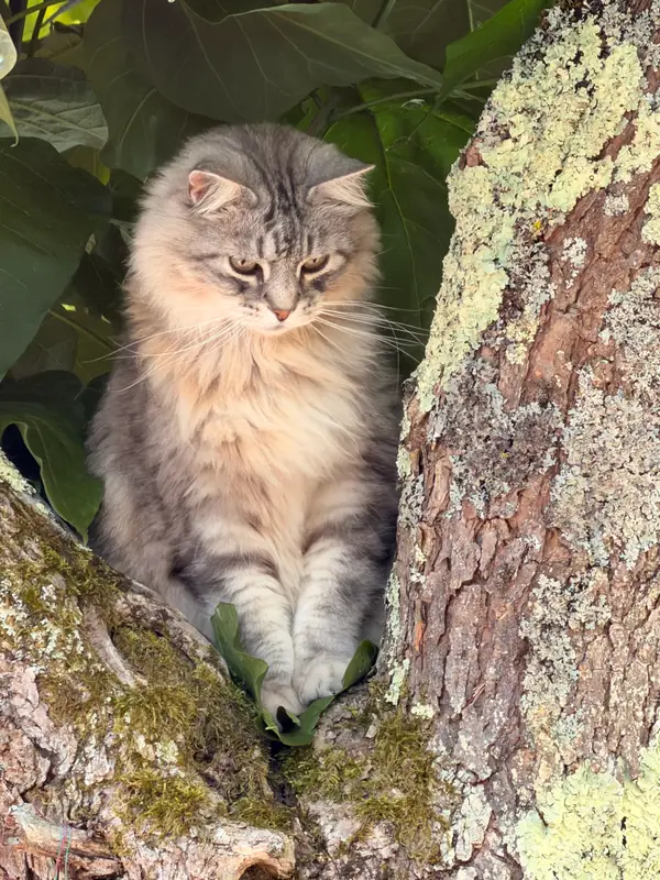 Chat européen · Jaguar