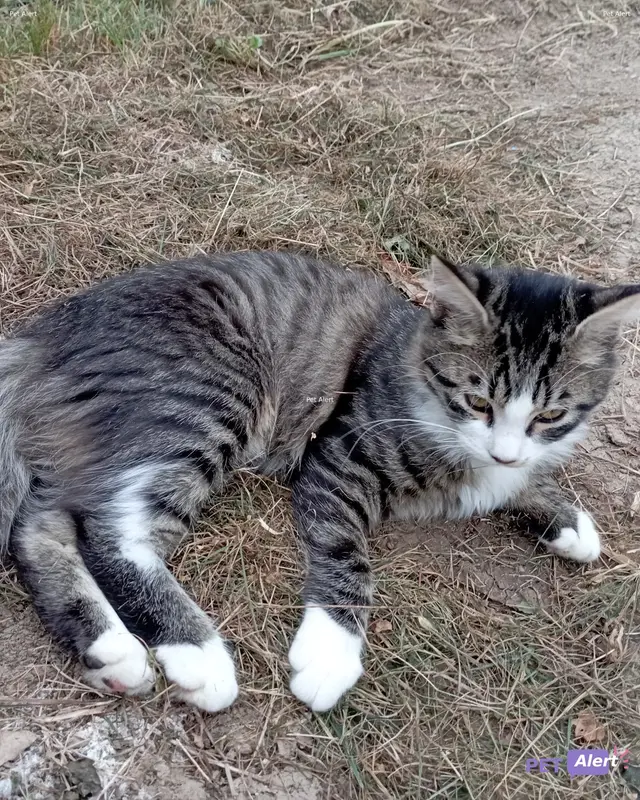 Chat gris, blanc