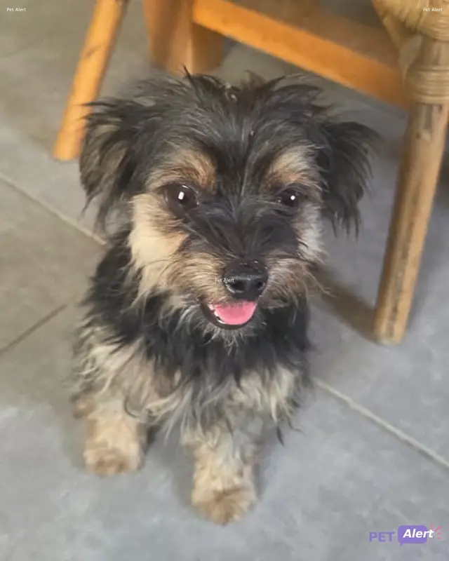 Chien noir, fauve