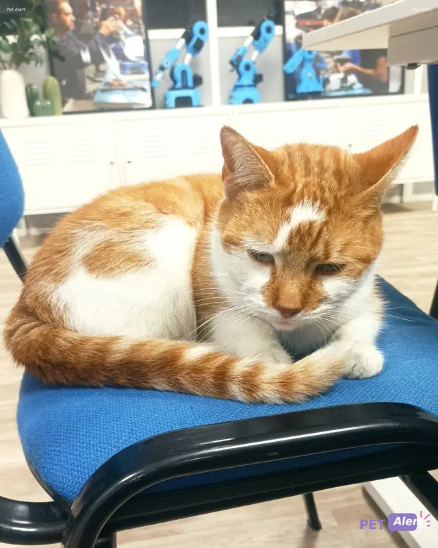 Chat blanc, fauve