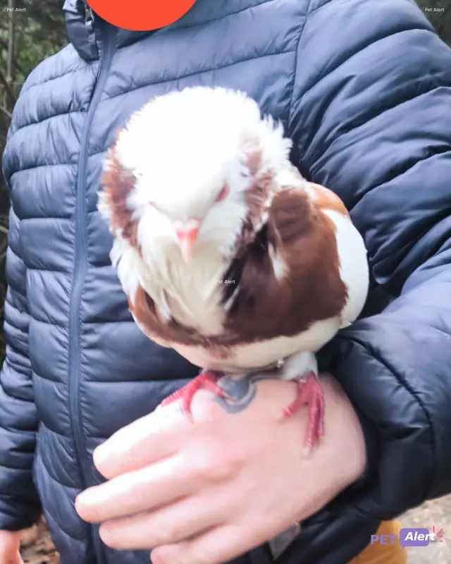 Animal other bird