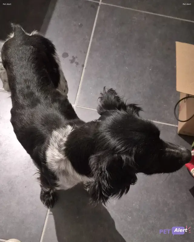 Chien épagneul breton