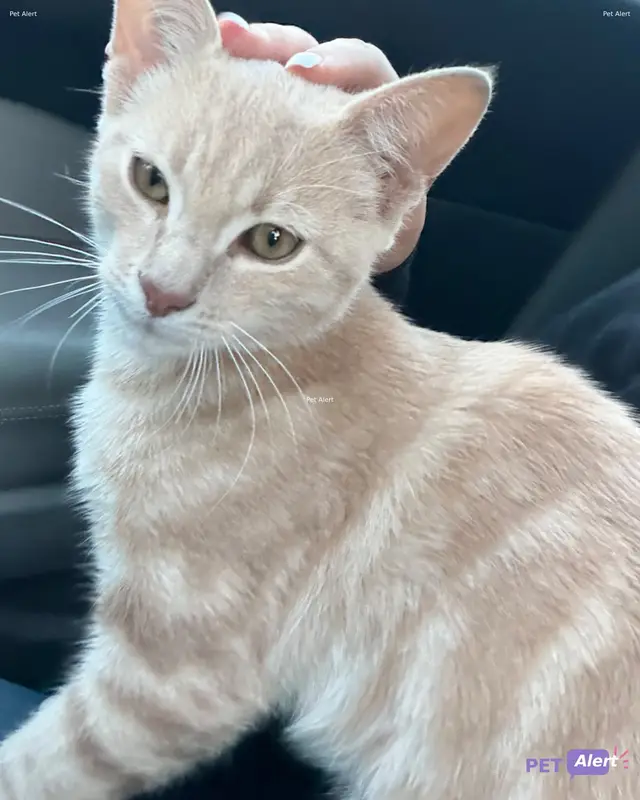 Chat beige, fauve, roux