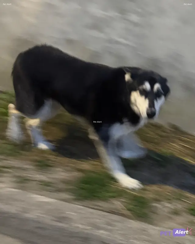 Chien husky sibérien