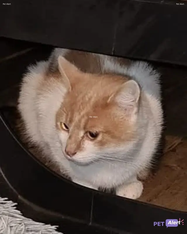 Chat roux