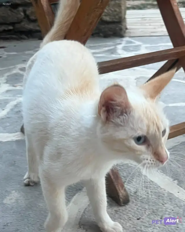 Chat européen
