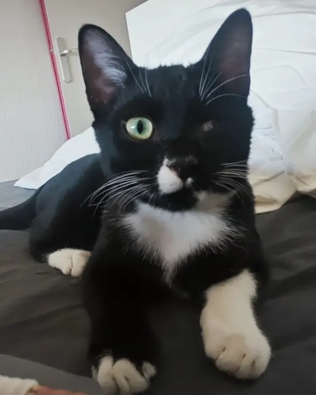 Chat européen · Miette