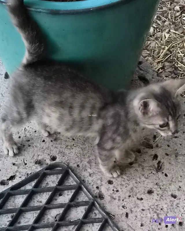Chat européen