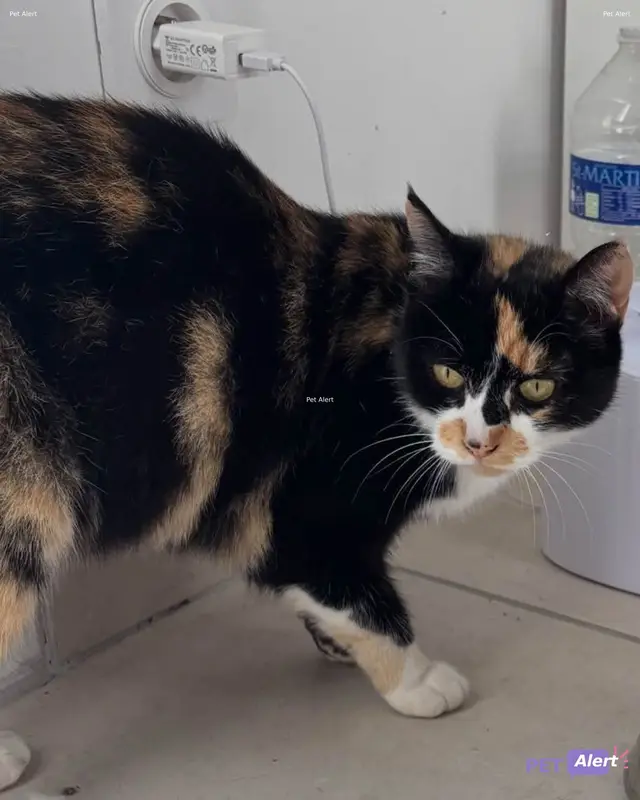 Chat tricolore