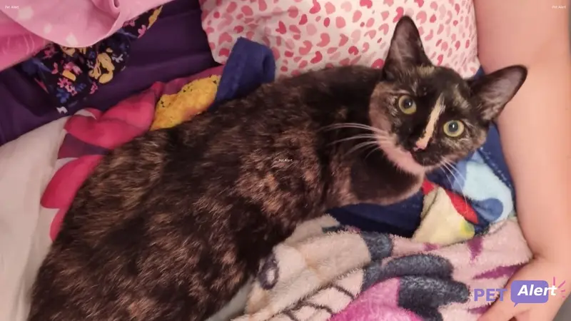 Chat écaille de tortue