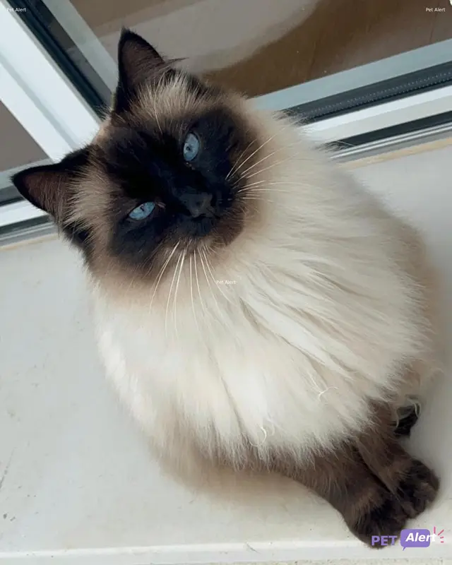 Chat ragdoll · Nugget