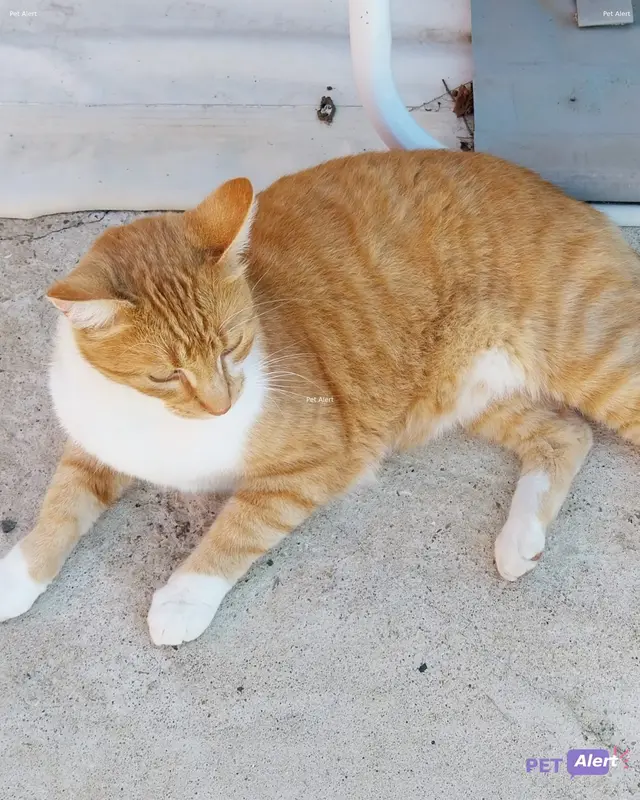 Chat roux, blanc