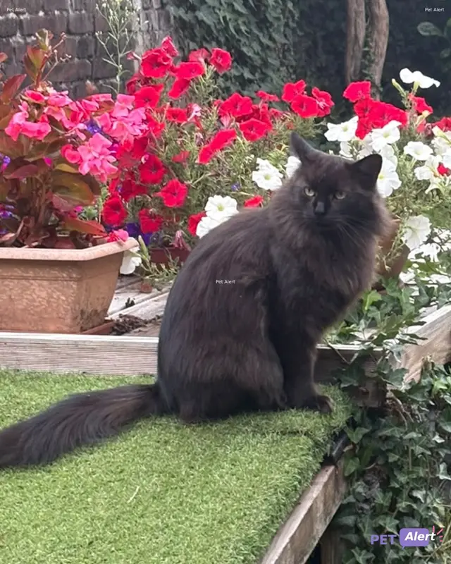 Chat européen · Socrate