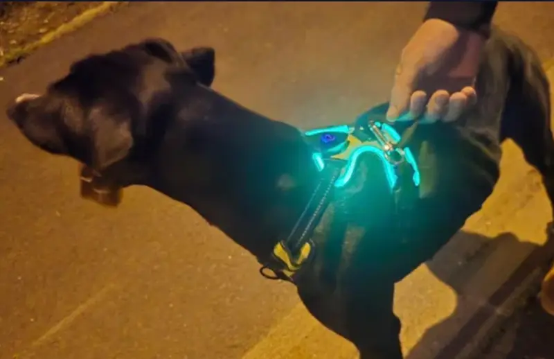 Chien noir, blanc · harnais lumineux