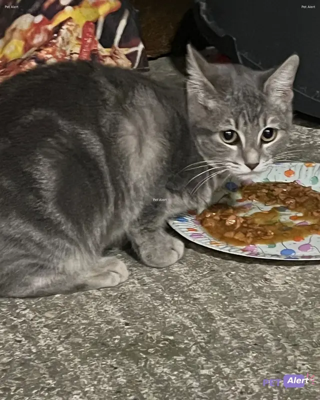 Chat gris