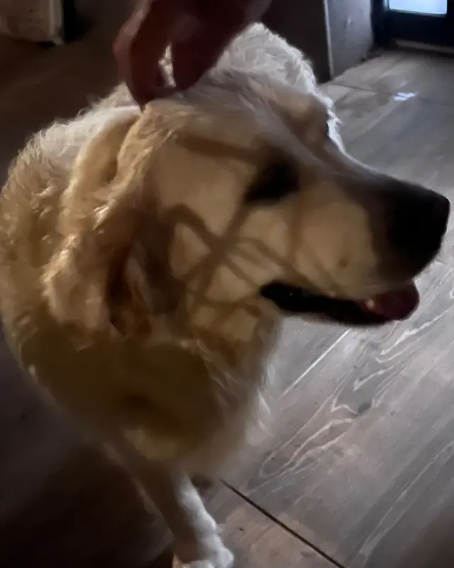 Chien golden retriever