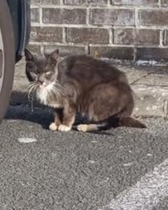 Chat