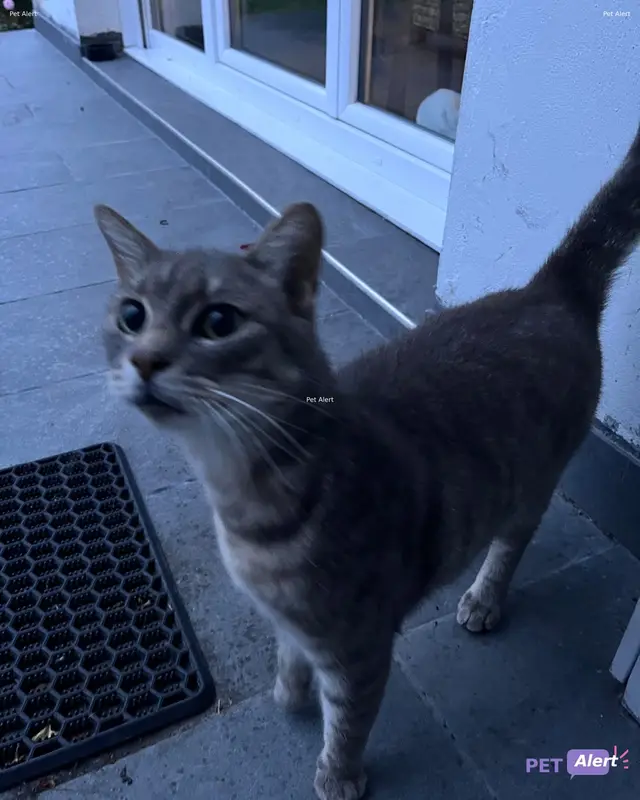 Chat gris