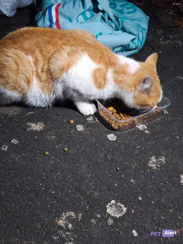 Chat européen