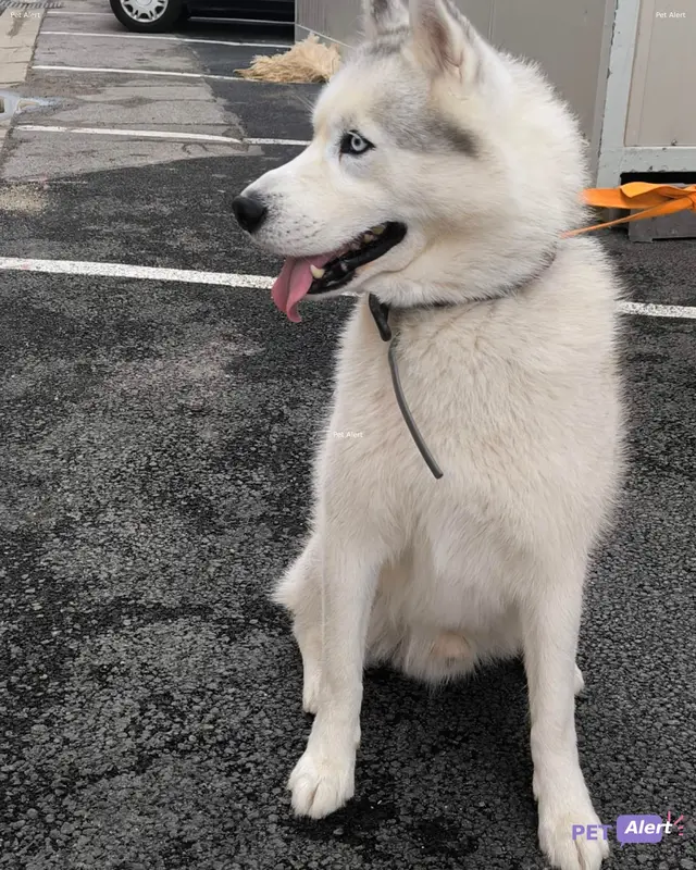 Chien husky sibérien