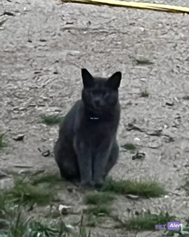 Chat gris
