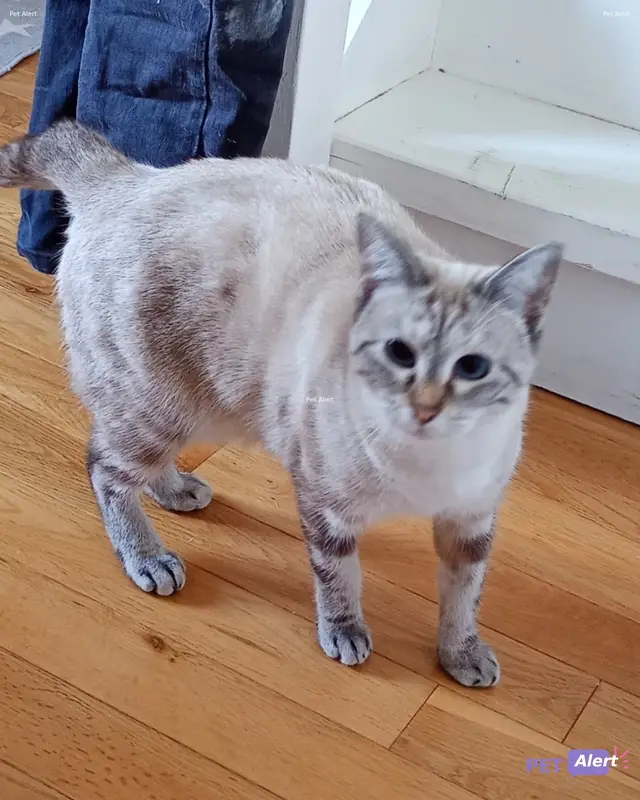 Chat européen · Anette