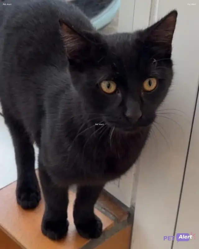 Chat noir