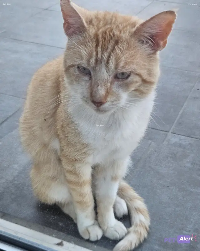 Chat européen