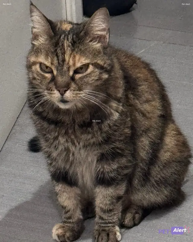 Chat européen