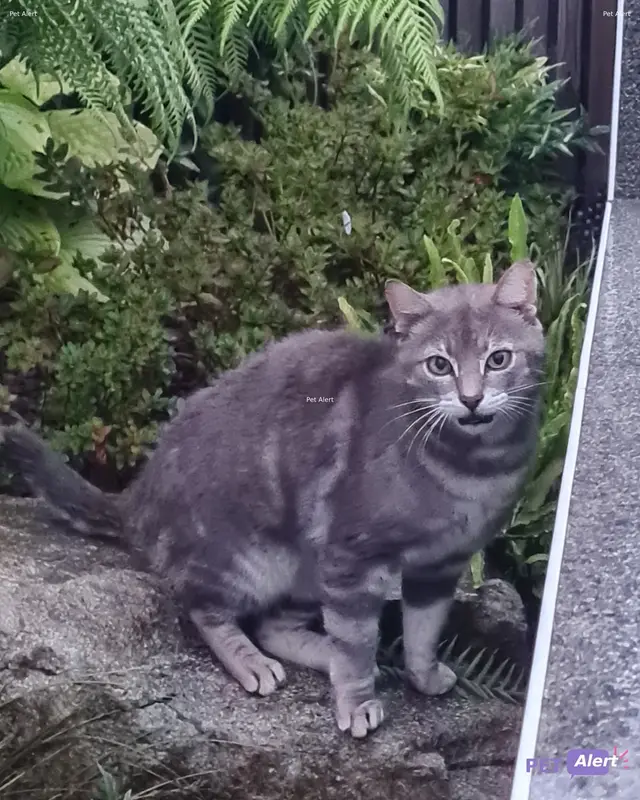 Chat marron, gris