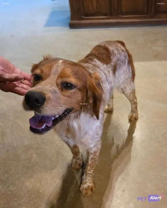 Chien épagneul breton