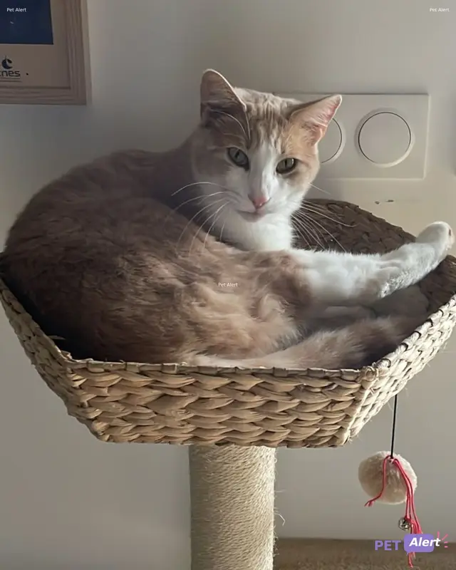 Chat européen · Volt